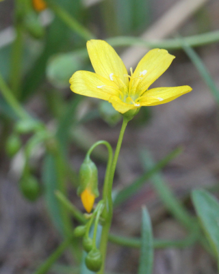 JW 050815 AMone bud_8741