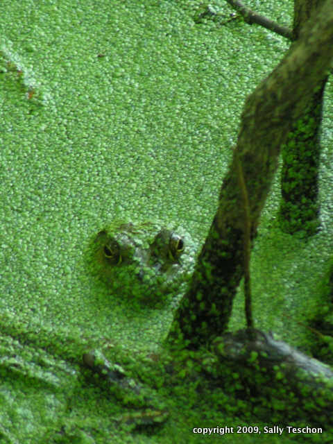 Copy of small frog-1