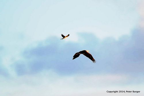 DSC_0077_IJFR