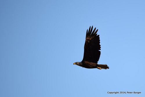 DSC_0053_IJFR
