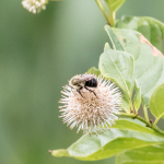 Celery Farm-BtnBsh-5(1)