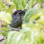Celery Farm-GRCA-6(1)