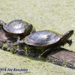 Celery Farm-PtdTrtl-2(1)