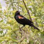 Celery Farm-RWBL-4(1)