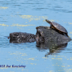 Celery Farm-SnpTrtl_PtdTrtl-7(1)