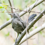 Celery Farm-NOMO-10(1)