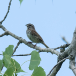 Celery Farm-SOSP-8(1)