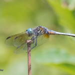 Celery Farm-BlDhr-1(1)