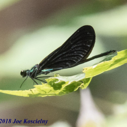 Celery Farm-EbyJwlwg-3(1)