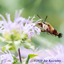 Celery Farm-HmbdClwMth-11(1)