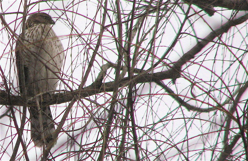 CF cooper's hawk