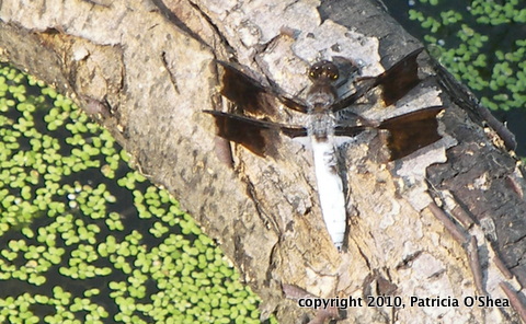 10 0627 Common Whitetail, Plathemis lydia dc WW CF-1
