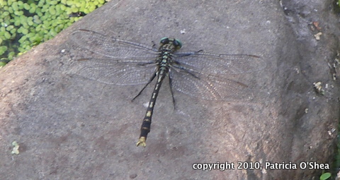 10 0627 1 Unicorn or Lilypad Clubtail-1