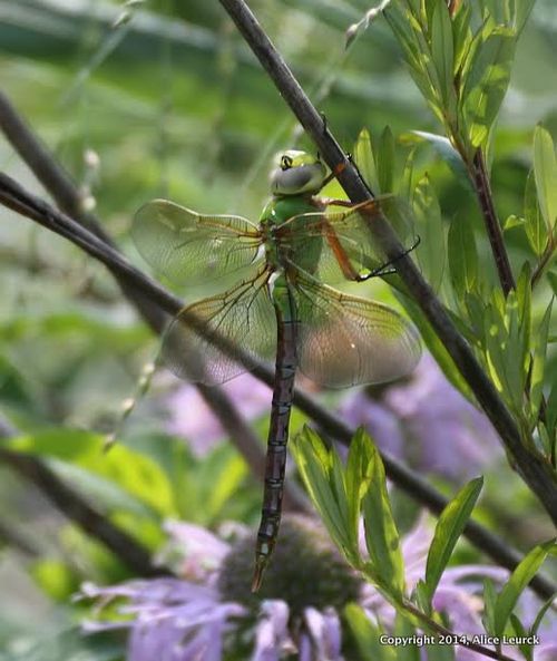 Al green dragonfly