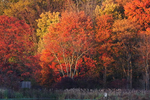 Foliage