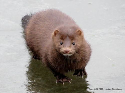 1-mink2