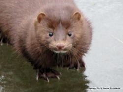 1-mink 1