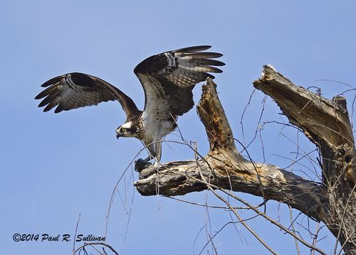 Osprey(Pandion haliaetus) landing on a tree overlooking Blue Heron Pond @ Allendale Celery Farm(1)