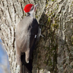 Pileated (2)