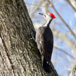 Pileated (3)