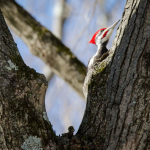 Pileated (1)