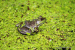 Wood duck and humm 122(1)