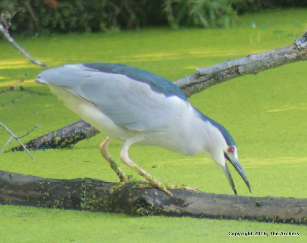 Night heron 062 Night heron 062