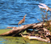 Green heron celery 074
