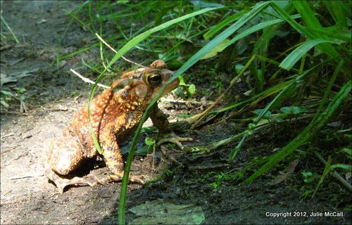 2012 05 20 - toad 1