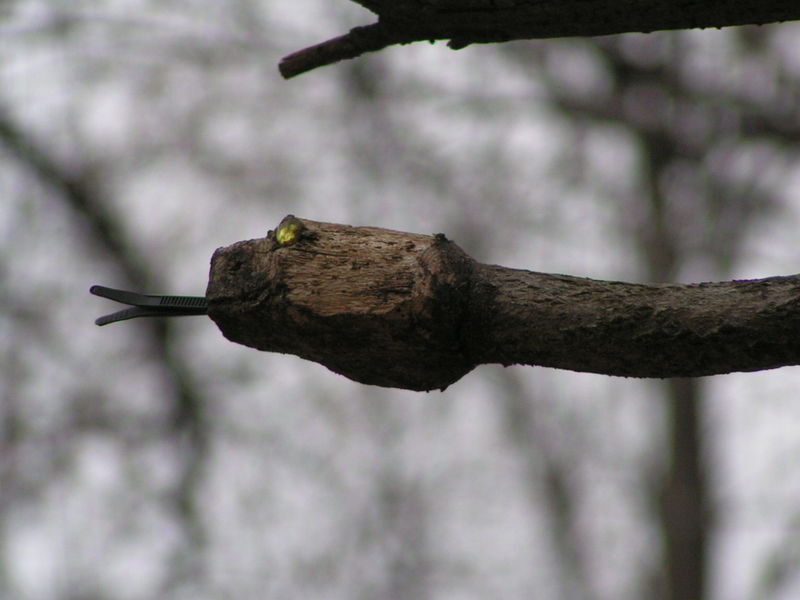 Snake 1