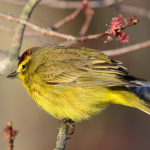 4-7-2012 Palm Warbler