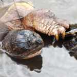 4-7-2010 Turtles in Love