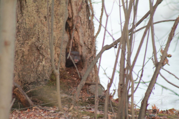 Mink 156(2)