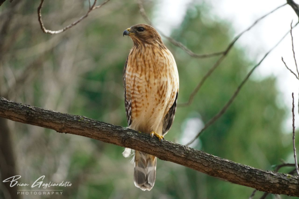 Red shouldered hawk photo