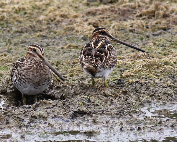 JWright Snipe IMG_5313 (1)
