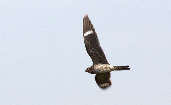 Nighthawk JWIMG_5883