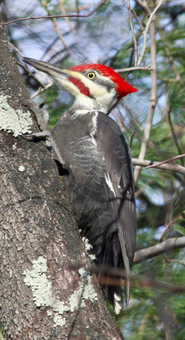 Pileated verticle