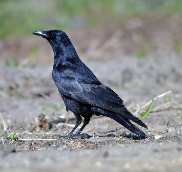 Fish Crow 2 Howard Eskin