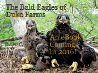 Eagles 008(1)-004