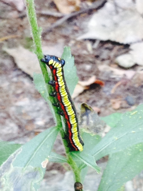 Lisa caterpiller