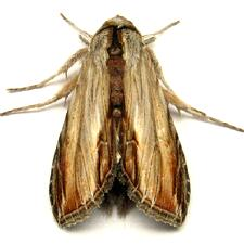Brown owlet moth