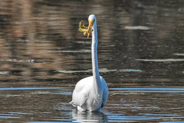 Lagana egret
