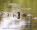 Cel Frm-Wood duck ducklings-002