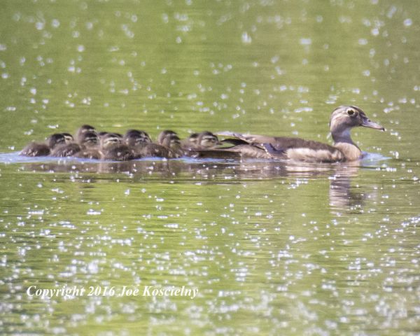Cel Frm-Wood duck-008
