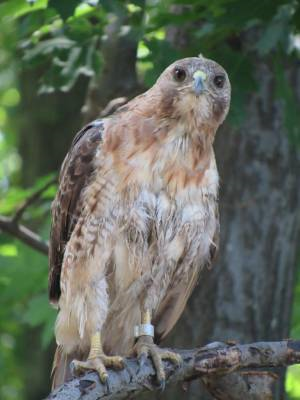 1redtail083115