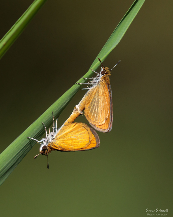 Least skipper butterfly pair green background Celery Farm 3-Sep-2018