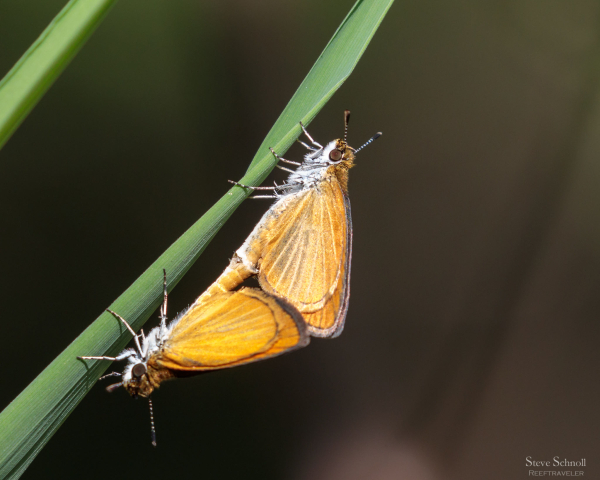 Least skipper butterfly pair green background Celery Farm 3-Sep-2018
