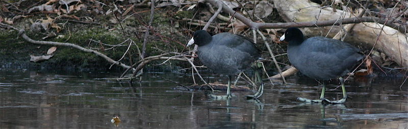 Coot2