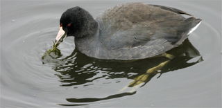 Coot