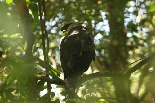 Crested eagle 2012 132 (2)